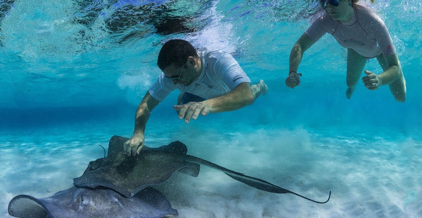 Grand Cayman – Stingray City