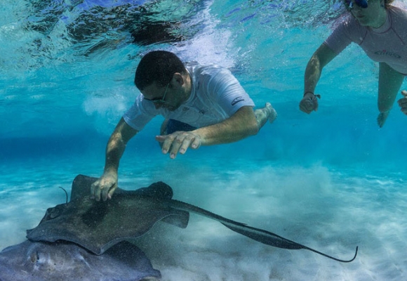 Grand Cayman – Stingray City