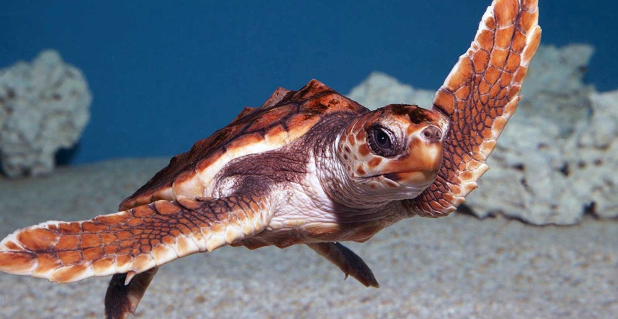 Grand Cayman - Turtle Centre