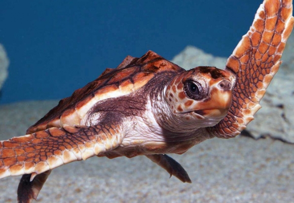 Grand Cayman - Turtle Centre